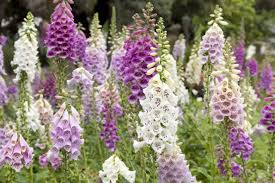 Image result for Digitalis lutea