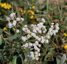 Attēlu rezultāti vaicājumam “Lepidium latifolium”