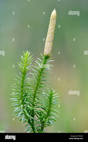 Attēlu rezultāti vaicājumam “Lycopodium annotinum”