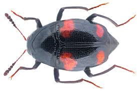 Attēlu rezultāti vaicājumam “Scaphidium quadrimaculatum”