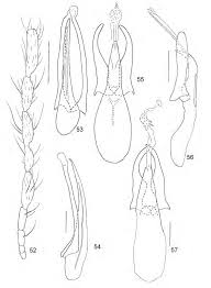 Attēlu rezultāti vaicājumam “Scaphisoma sp.”
