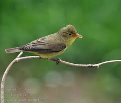 Image result for Hippolais olivetorum