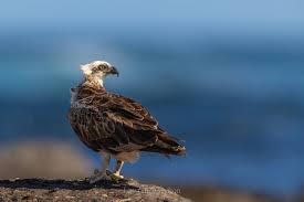 Attēlu rezultāti vaicājumam “Pandion haliaetus”