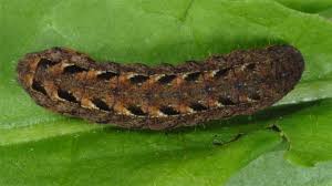 Attēlu rezultāti vaicājumam “Diarsia florida”