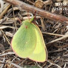 Attēlu rezultāti vaicājumam “Colias palaeno”