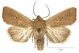 Attēlu rezultāti vaicājumam “Mythimna flammea”