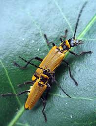 Attēlu rezultāti vaicājumam “Cantharidae”