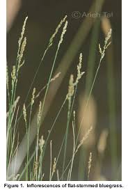 Attēlu rezultāti vaicājumam “Poa compressa”