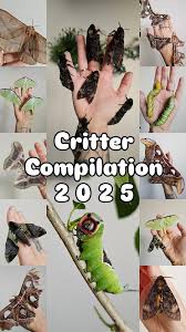 Attēlu rezultāti vaicājumam “Saturnia pavonia cocoon”