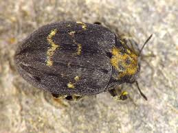 Attēlu rezultāti vaicājumam “Byrrhidae”