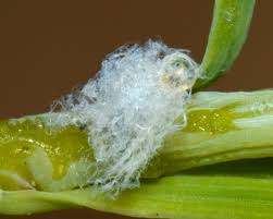 Attēlu rezultāti vaicājumam “Adelges laricis”