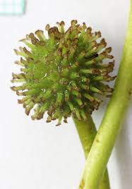 Attēlu rezultāti vaicājumam “Sparganium minimum leaf”