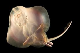 Image result for Leucoraja