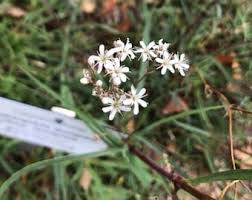 Attēlu rezultāti vaicājumam “Gypsophila fastigiata leaf”
