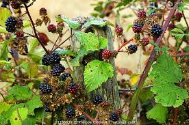 Attēlu rezultāti vaicājumam “Rubus plicatus fruit”