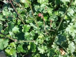 Image result for Heuchera Metallica