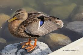 Attēlu rezultāti vaicājumam “Anas platyrhynchos female”