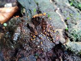 Attēlu rezultāti vaicājumam “Craterium minutum macro”