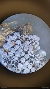 Attēlu rezultāti vaicājumam “Badhamia juliae”