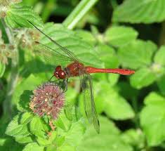 Attēlu rezultāti vaicājumam “Sympetrum sanguineum male”
