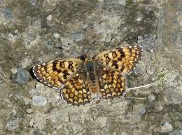 Attēlu rezultāti vaicājumam “Melitaea phoebe underside”