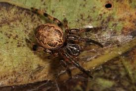 Attēlu rezultāti vaicājumam “Larinioides cornutus”