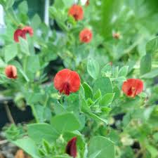 Image result for Lotus tetragonolobus