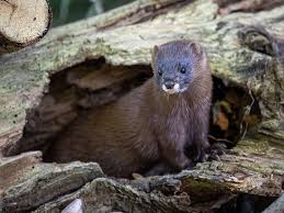 Attēlu rezultāti vaicājumam “Mustela vison”