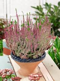 Attēlu rezultāti vaicājumam “Calluna vulgaris bud”