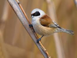 Image result for Remiz pendulinus