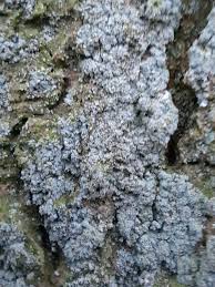 Attēlu rezultāti vaicājumam “Lepraria incana”