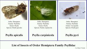 Attēlu rezultāti vaicājumam “Trioza dispar”