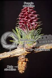 Attēlu rezultāti vaicājumam “Larix decidua flower”