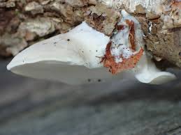 Attēlu rezultāti vaicājumam “Tyromyces chioneus”