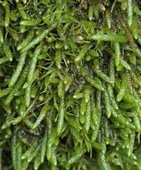 Attēlu rezultāti vaicājumam “Myurella julacea”