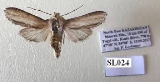 Attēlu rezultāti vaicājumam “Shargacucullia scrophulariae”