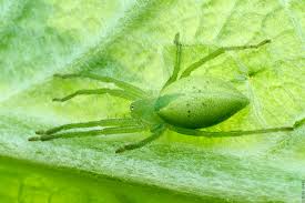 Attēlu rezultāti vaicājumam “Micrommata virescens”