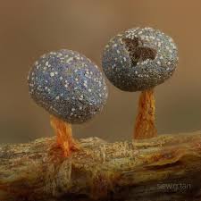 Attēlu rezultāti vaicājumam “Diachea muscorum macro”