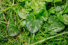 Attēlu rezultāti vaicājumam “Ficaria verna leaf”