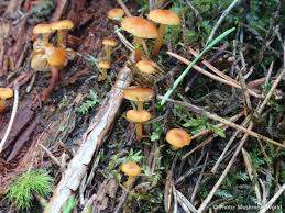 Attēlu rezultāti vaicājumam “Xeromphalina campanella”