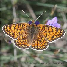 Attēlu rezultāti vaicājumam “Melitaea phoebe underside”