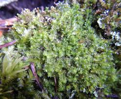 Attēlu rezultāti vaicājumam “Lophozia”