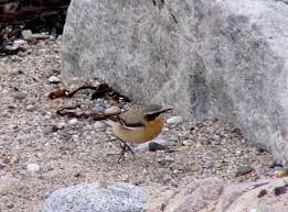 Attēlu rezultāti vaicājumam “Oenanthe oenanthe male”