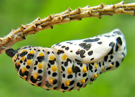 Attēlu rezultāti vaicājumam “Euphydryas maturna pupa”