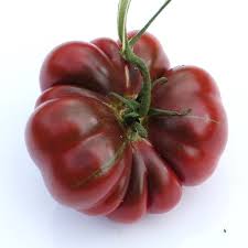 Afbeeldingsresultaat voor purple calabash tomato