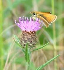 Attēlu rezultāti vaicājumam “Thymelicus sylvestris underside”
