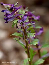 Attēlu rezultāti vaicājumam “Corydalis solida fruit”