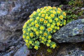 Attēlu rezultāti vaicājumam “Rhodiola rosea”