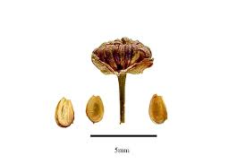 Attēlu rezultāti vaicājumam “Alisma plantago-aquatica fruit”