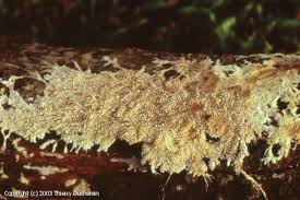 Attēlu rezultāti vaicājumam “Steccherinum fimbriatum”